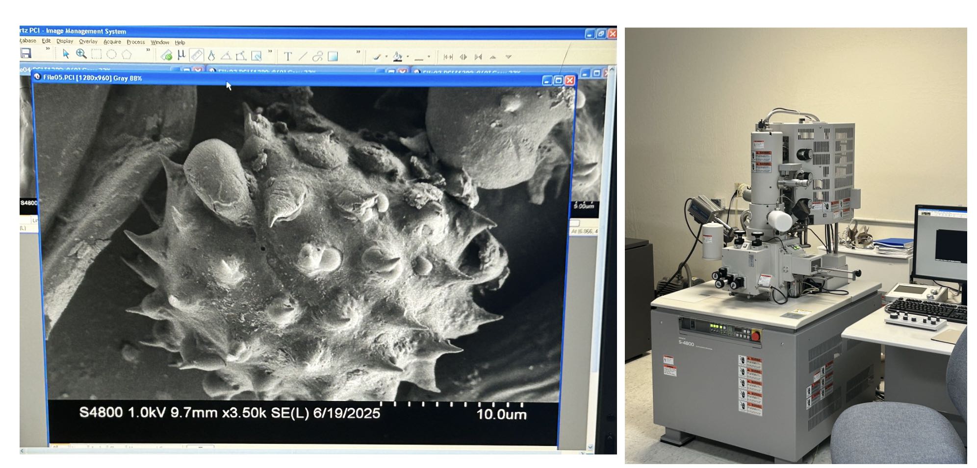 SEM surface detail